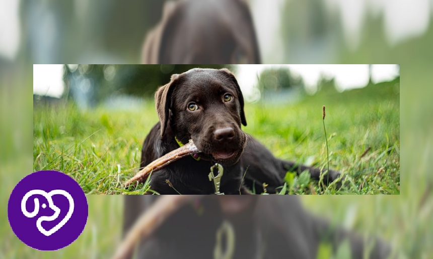 Plaatje Labrador retriever