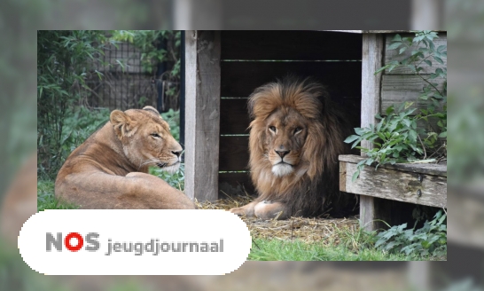 Dag Remy! Gedumpte leeuw terug in het wild in Afrika