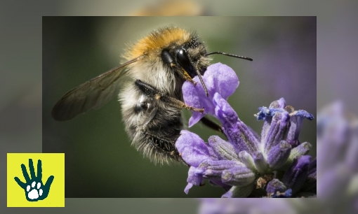 Plaatje Spreekbeurt over honingbijen