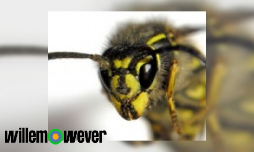Waarom krijgen mensen een allergische reactie na een wespensteek?