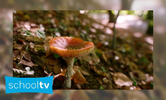 Plaatje Waar komen paddenstoelen vandaan?