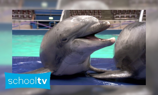 Plaatje Waarom kunnen dolfijnen zo goed horen?