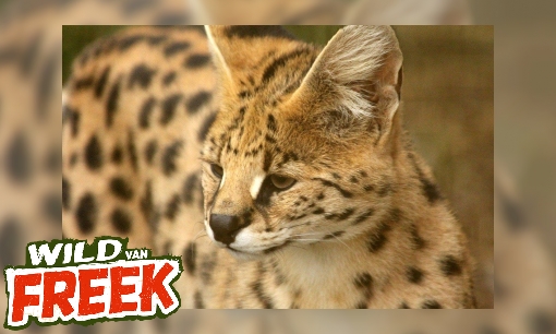 Plaatje Serval