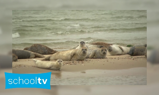 Plaatje Zeehonden