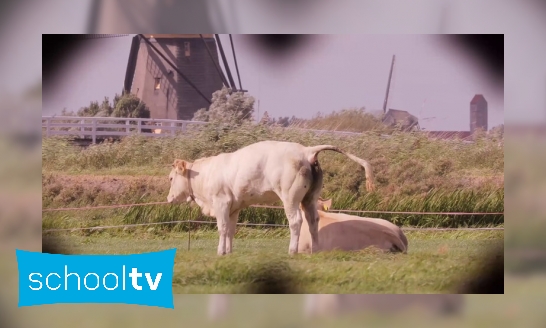 Waar komt schadelijke stikstof vandaan?