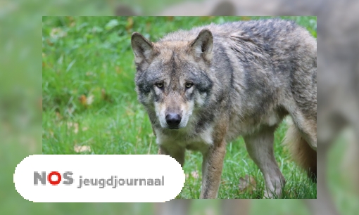 Plaatje Schapenboeren hebben genoeg van de wolf: 