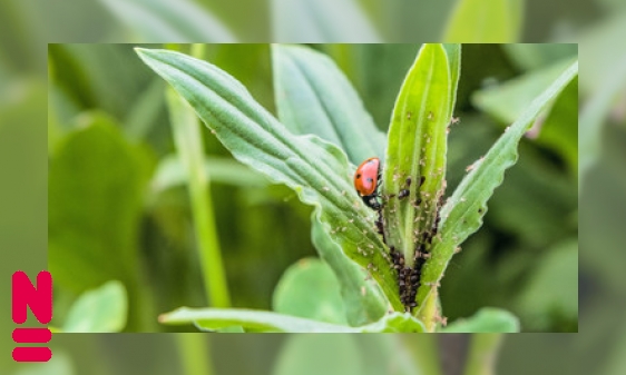 Plaatje Behulpzame beestjes in de biologische bestrijding