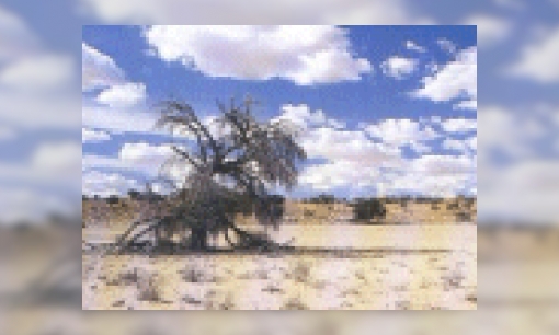Plaatje Kalahari Woestijn