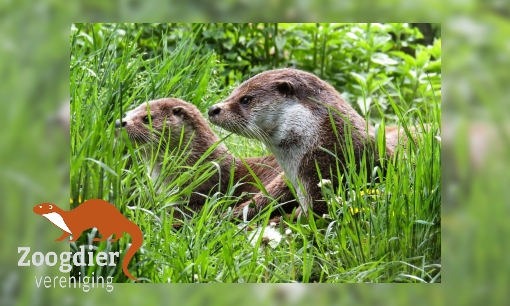 Plaatje Spreekbeurtinformatie over otters