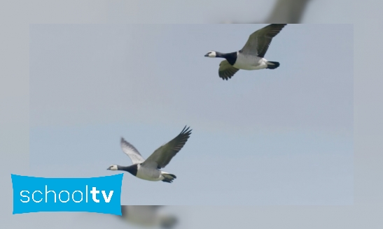 Plaatje Hoe weten trekvogels dat ze moeten vertrekken?