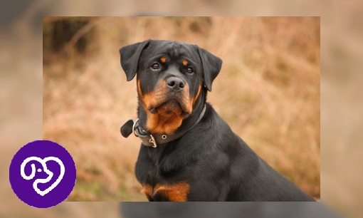 Plaatje Rottweiler