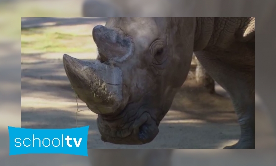 De zintuigen van een neushoorn