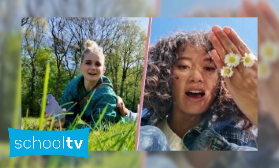 Plaatje Klokhuis Soortsafari – Op zoek naar een madeliefje