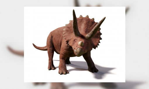 Leer meer over triceratops