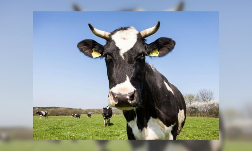 Plaatje 10 weetjes over melkkoeien