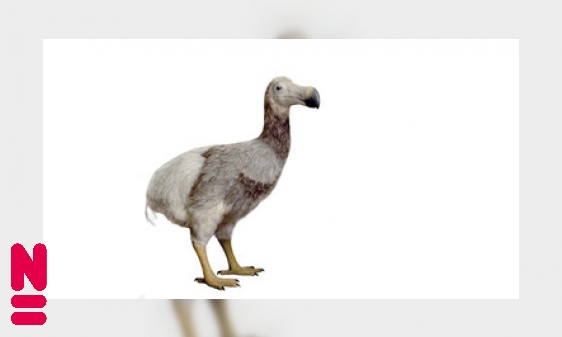 Plaatje De dodo: succesvolle overlever