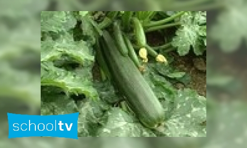 Hoe groeit courgette?