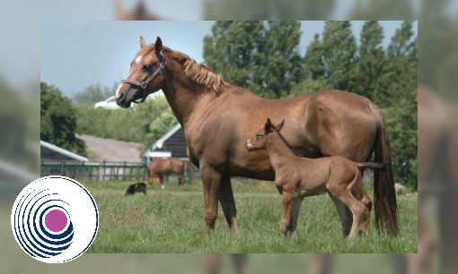 Plaatje Spreekbeurt Paard