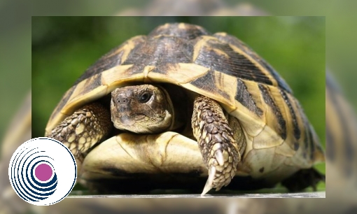 Plaatje Spreekbeurt Griekse landschildpad