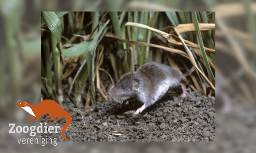 Plaatje Veldspitsmuis