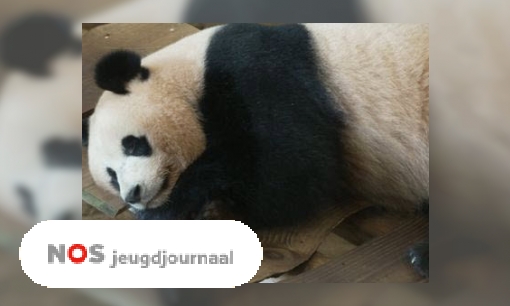 Plaatje Hoe verhuis je een reuzenpanda?