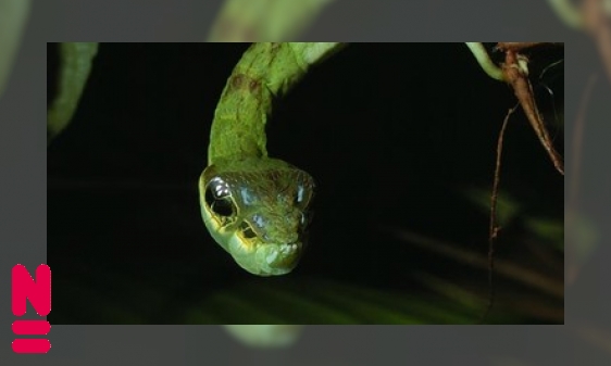 Plaatje Mimicry: na-aperij om te overleven