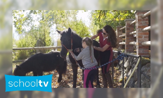 Plaatje Paarden moet je goed borstelen