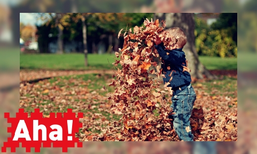 Waarom krijgen bladeren in de herfst een andere kleur?