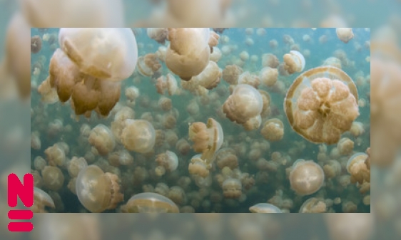 Plaatje Zonnende kwallen in een eiland van water