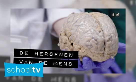 De hersenen van een mens