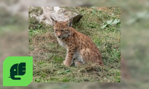 Plaatje Europese lynx