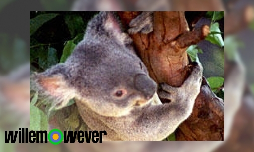 Plaatje Waarom leven koala