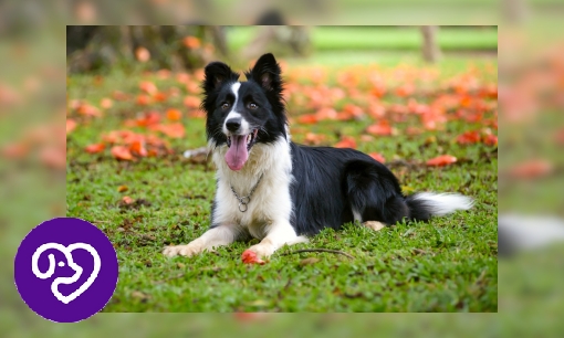 Plaatje Border Collie