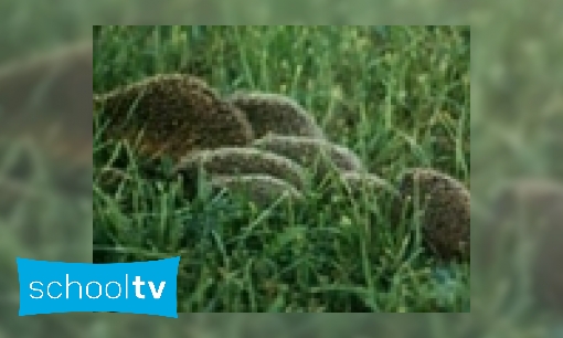 Plaatje Egel in je tuin