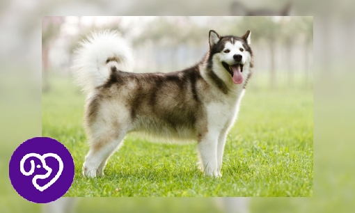 Plaatje Alaskan Malamute