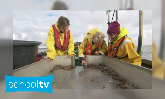 Hoe weten we welke vissen er in de Waddenzee leven?