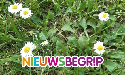 Plaatje Het madeliefje: de nationale bloem van Nederland