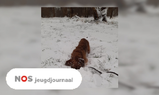 Plaatje Alles over de zeldzame sneeuwdag in Nederland