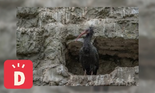 Plaatje Kaalkop ibis