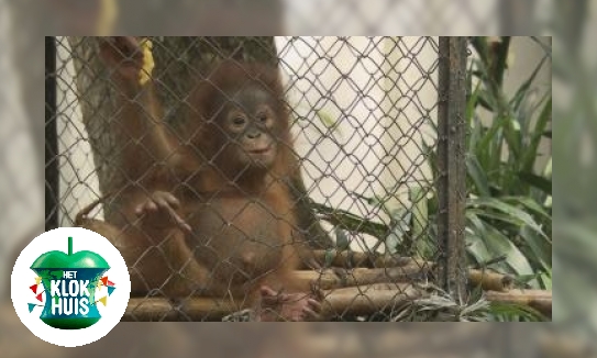 Plaatje Orang-Oetan opvangcentrum