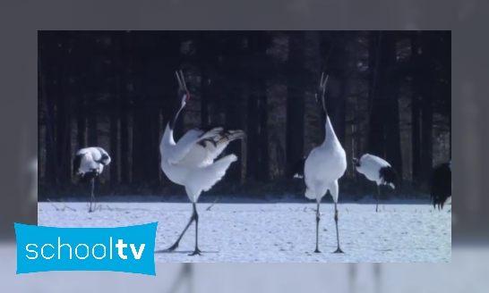 De Japanse kraanvogel