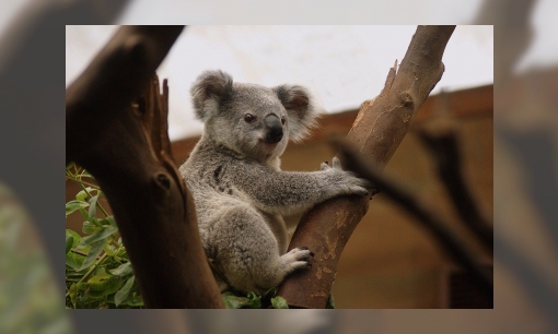 Plaatje Koala