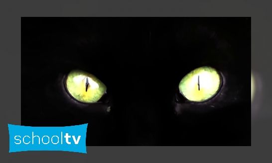 Plaatje Waarom geven de ogen van nachtdieren licht in het donker?