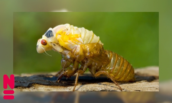 Van keverkleintjes tot kolossale kevers