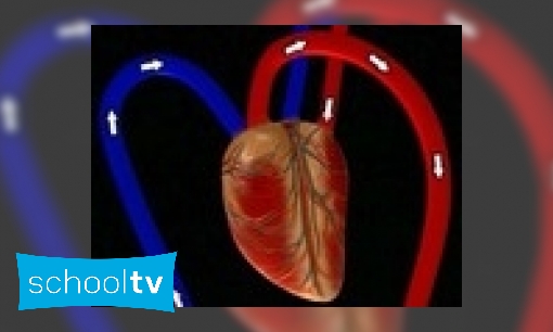 Plaatje Hart- en bloedvaten