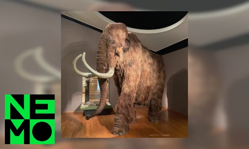 Plaatje Waarom bestaan musea?