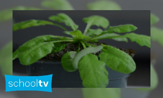 Plaatje Planten kunnen horen - Is het snugger of kletspraat?