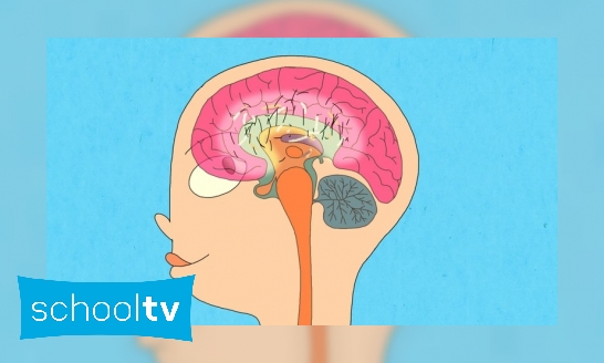 Plaatje Wat gebeurt er in de puberteit in je hersenen?