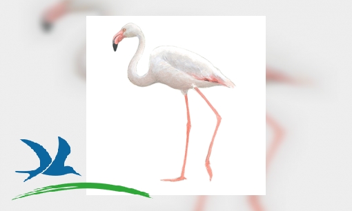 Plaatje Flamingo