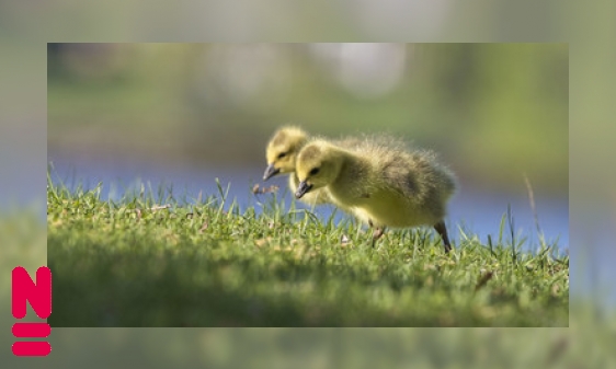 Plaatje Vogels uit het ei: hulpeloos of meteen op pad?